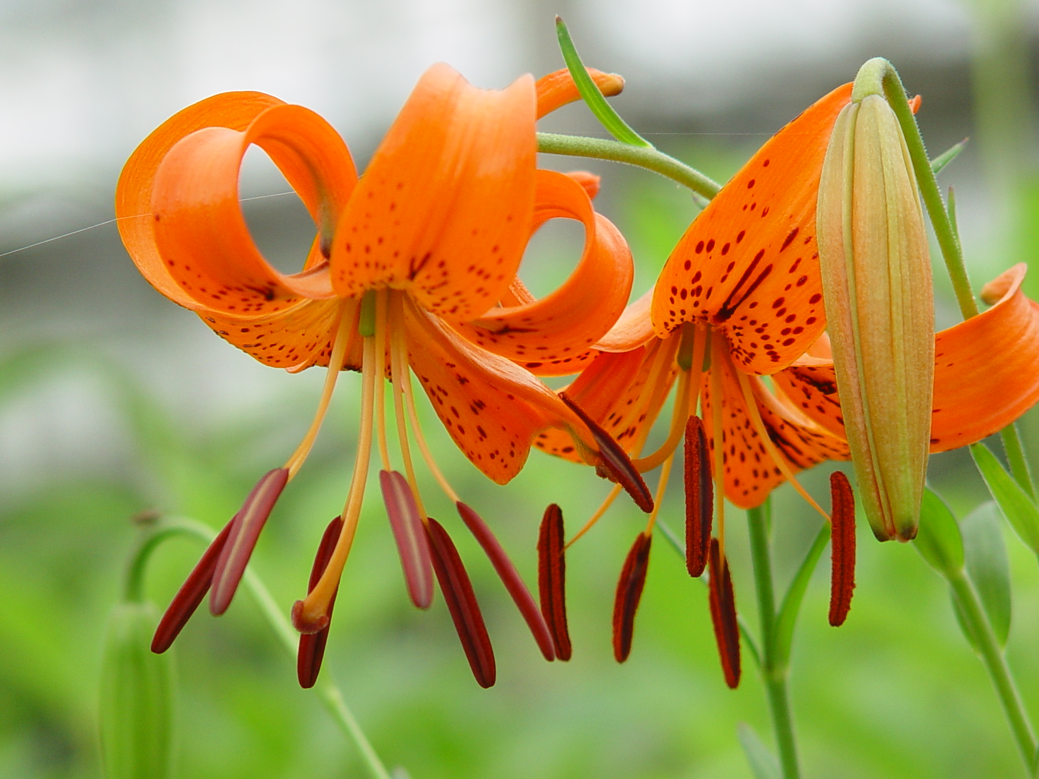 Lilium tigrinum
